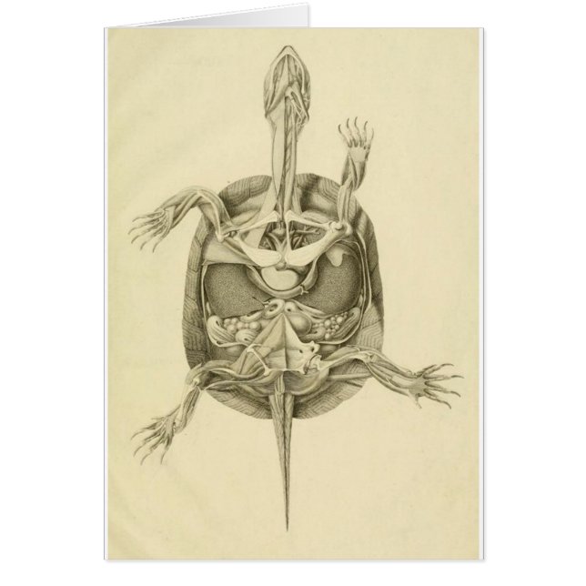 Vintage Biological Turtle Anatomy (Front)