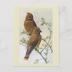 Vintage Bird 01 Waxwing Postcard