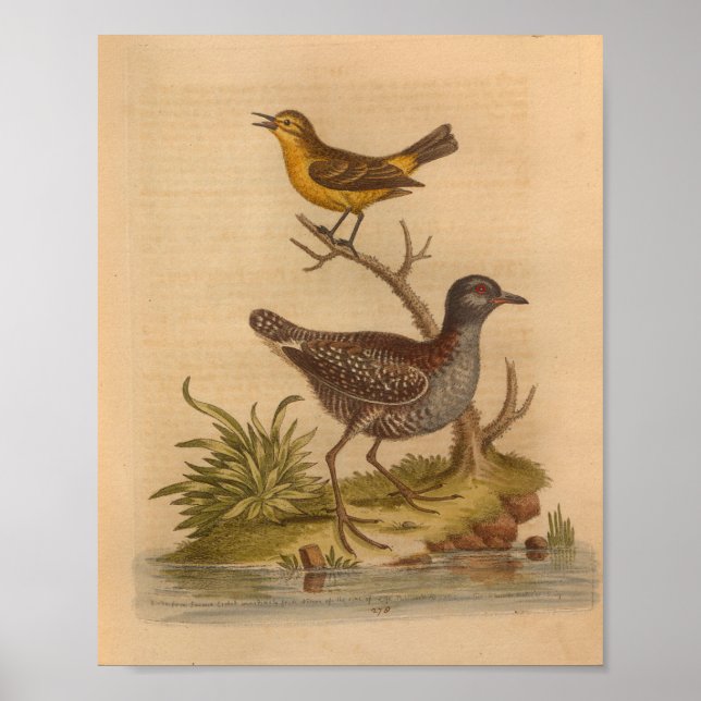 Vintage Bird Brown Yellow Print (Front)