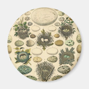 Vintage Bird Egg Nest Art Painting Eggs Magnet