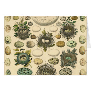 Vintage Bird Egg Nest Art Painting Natural History