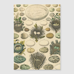Vintage Bird Egg Nest Art Painting Natural History