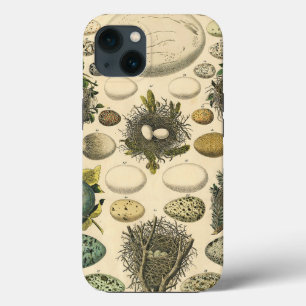 Vintage Bird Egg Nest Art Painting Natural History iPhone 13 Case