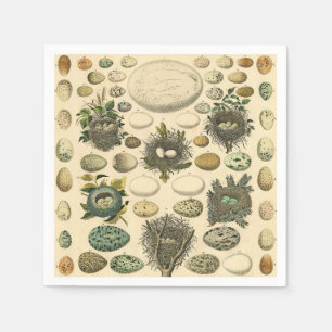 Vintage Bird Egg Nest Art Painting Natural History Napkin