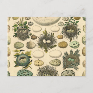Vintage Bird Egg Nest Art Painting Natural History Postcard