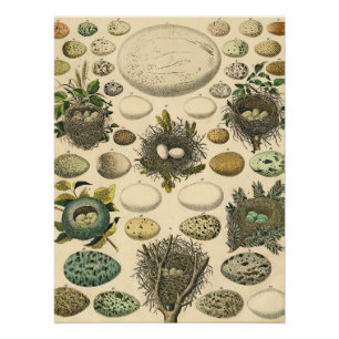 Vintage Bird Egg Nest Art Painting Natural History Poster