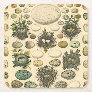 Vintage Bird Egg Nest Art Painting Natural History Square Paper Coaster