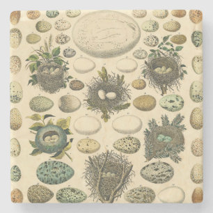Vintage Bird Egg Nest Art Painting Natural History Stone Coaster