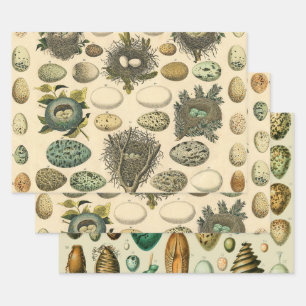 Vintage Bird Egg Nest Art Painting Natural History Wrapping Paper Sheet