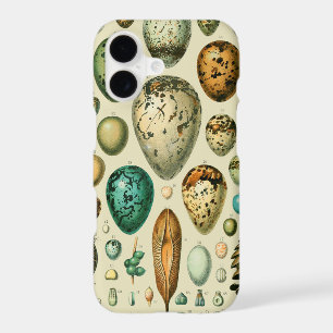 Vintage Bird Eggs French Fish Egg Art
