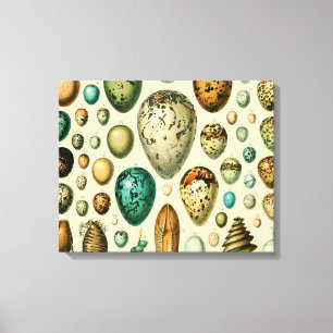 Vintage Bird Eggs French Fish Egg Art Canvas Print