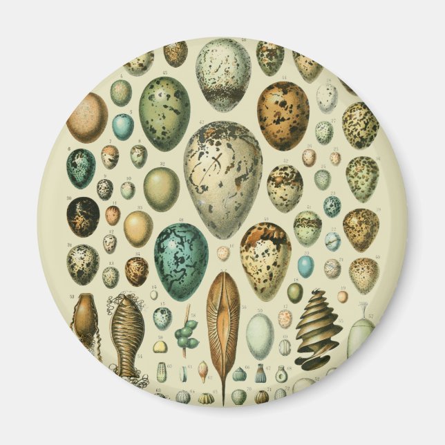 Vintage Bird Eggs French Fish Egg Art Magnet (Front)