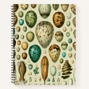 Vintage Bird Eggs French Fish Egg Art Notebook