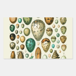 Vintage Bird Eggs French Fish Egg Art Rectangular Sticker