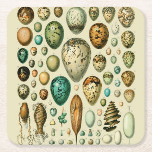 Vintage Bird Eggs French Fish Egg Art Square Paper Coaster