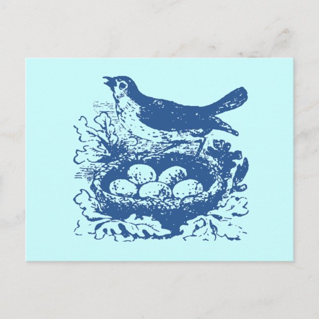 Vintage Bird Eggs & Nest Postcard (Front)