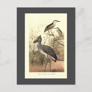 Vintage bird illustration boat shoe bill heron postcard