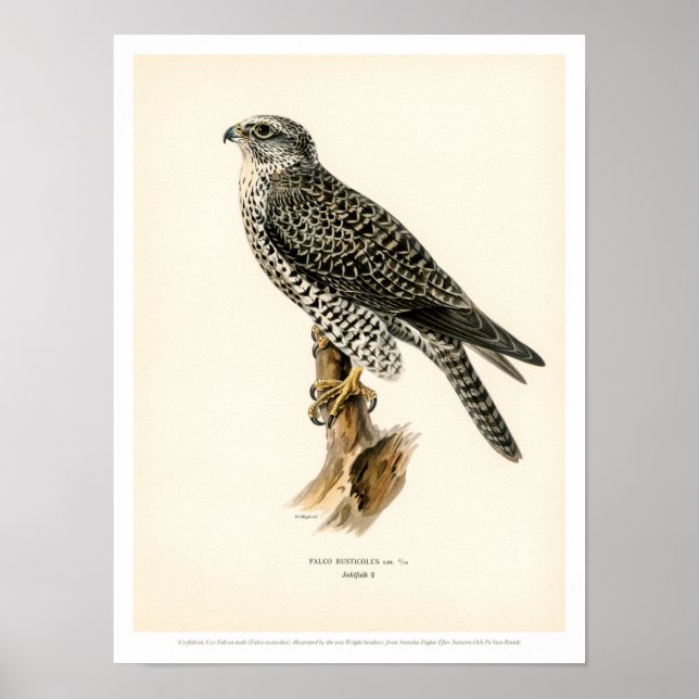Vintage Bird Illustration - Gyr Falcon Poster (Front)