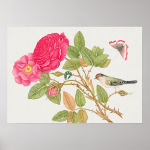 Vintage Bird Illustration Poster