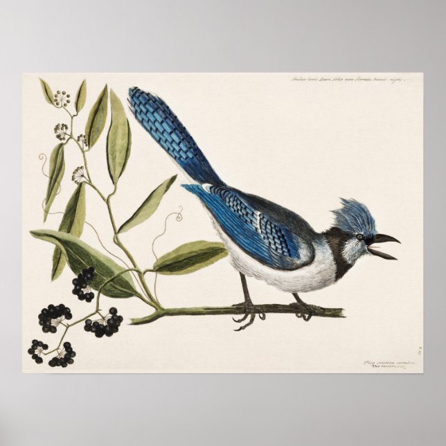 Vintage Bird Illustration Poster (Front)