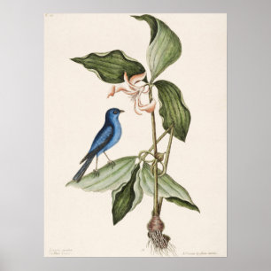 Vintage Bird Illustration Poster