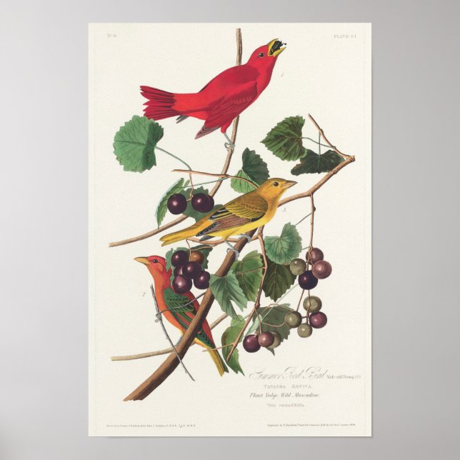 Vintage Bird Illustration Poster (Front)