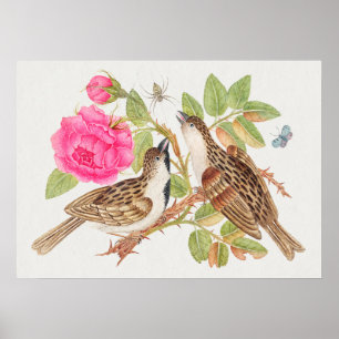 Vintage Bird Illustration Poster
