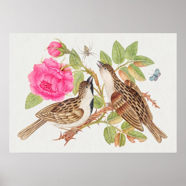 Vintage Bird Illustration Poster (Front)