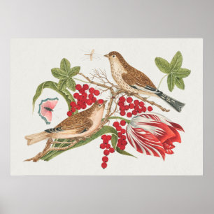 Vintage Bird Illustration Poster