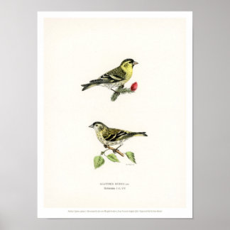 Vintage Bird Illustration - Siskin Poster
