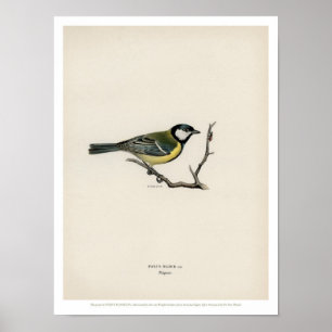 Vintage Bird Illustration - The Great Tit Poster