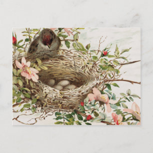 Vintage Bird in Nest Animal Print Postcard