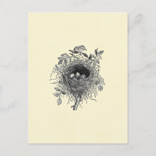 Vintage Bird Nest Illustration Postcard