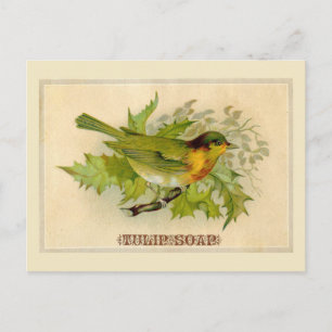 Vintage Bird Postcard