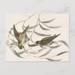 Vintage Bird Postcard