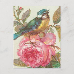 Vintage bird Postcard