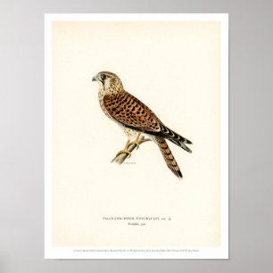 Vintage Bird Poster - Common Kestrel