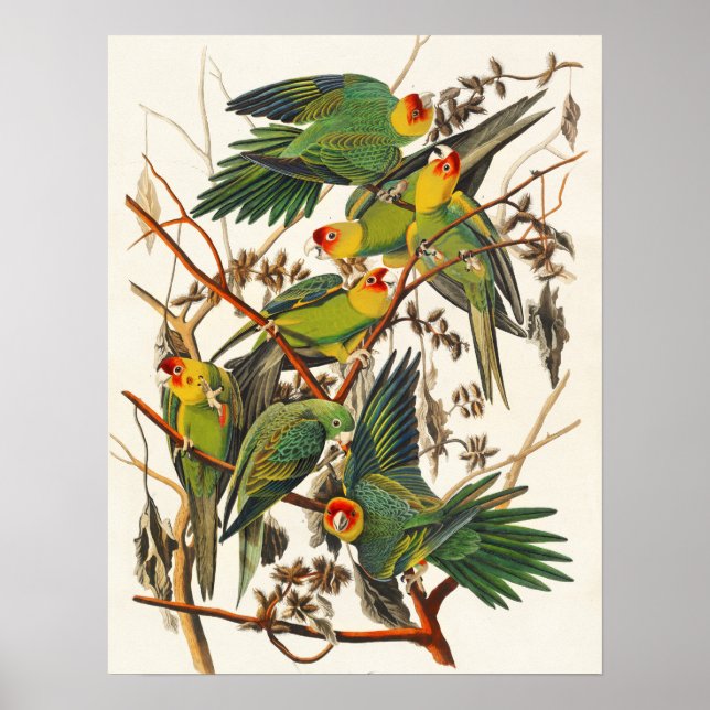 Vintage Bird Poster Wall Art - Carolina Parrot (Front)