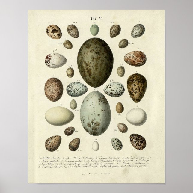 Vintage Bird Print #37 Eggs #1 (Front)