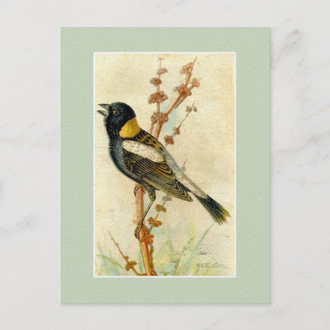 Vintage Bird Print - Bobolink Postcard (Front)