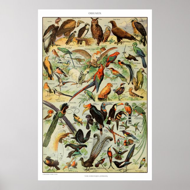 Vintage Bird Print French Bird Poster (Front)