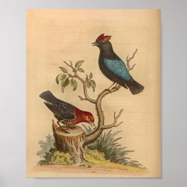 Vintage Bird Red Blue Print (Front)