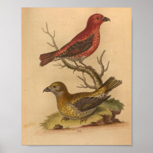 Vintage Bird Red Yellow Print