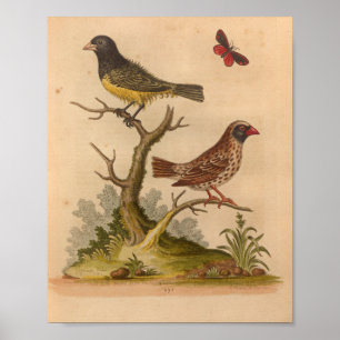 Vintage Bird Yellow Red Print