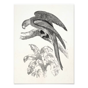 Vintage Birds - Carolina Parrots Tropical Bird Photo Print