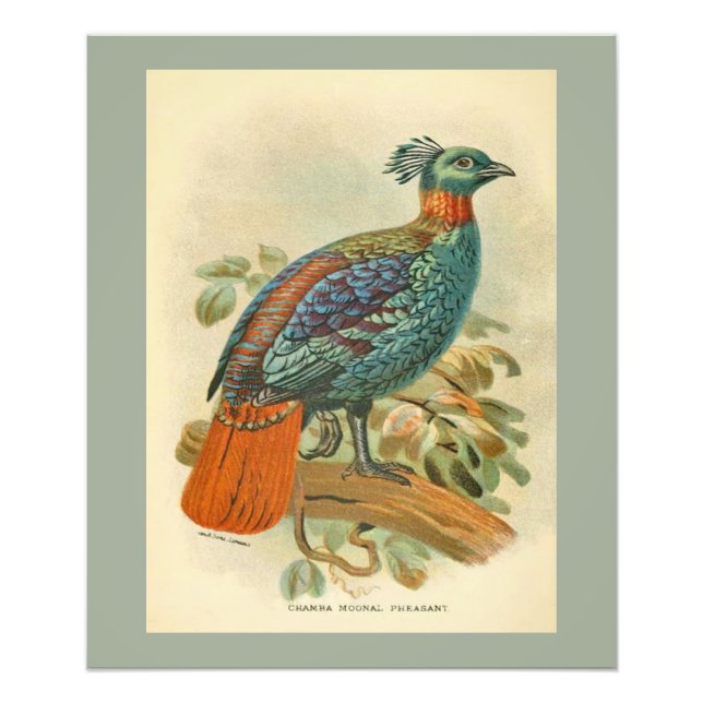 Vintage Birds Colourful Pheasant Illustration Photo Print (Front)