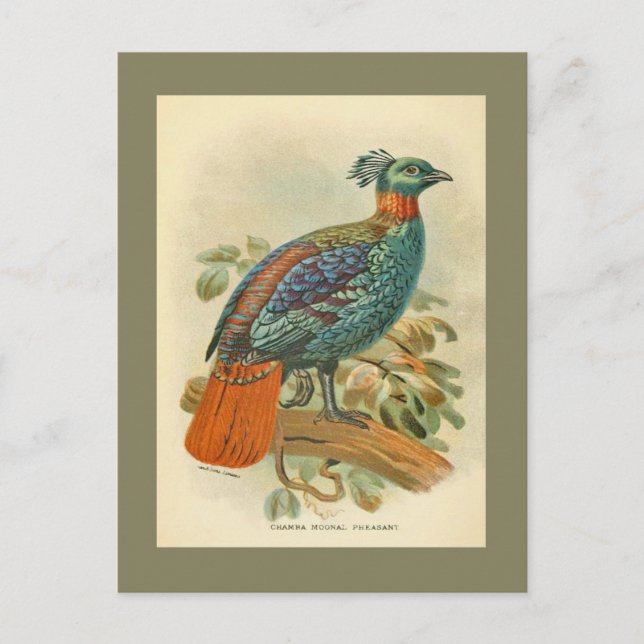 Vintage Birds Colourful Pheasant Illustration Postcard (Front)