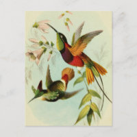 Vintage Birds Illustration