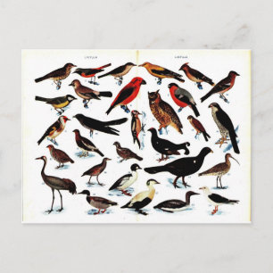 Vintage Birds Illustration Postcard