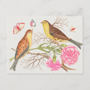 Vintage Birds Illustration Postcard